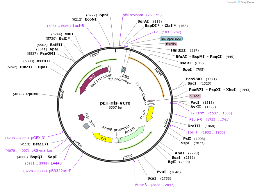 123131-plasmid-map-sequence-id-238578