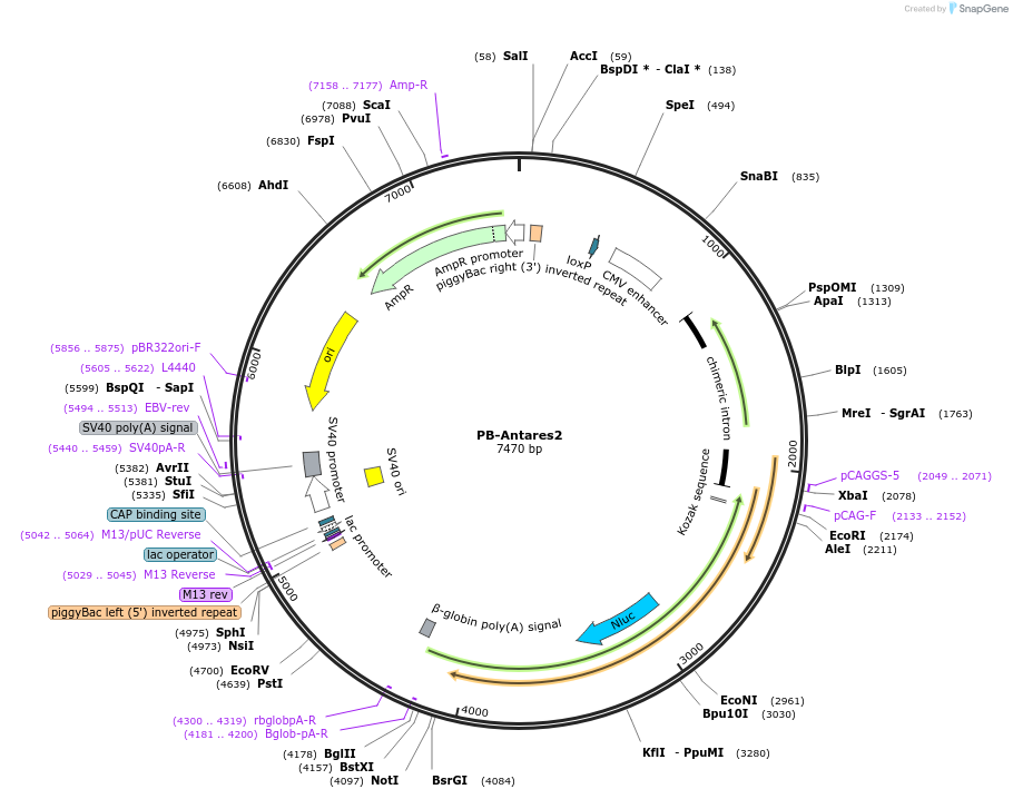 120868-plasmid-map-sequence-id-238584