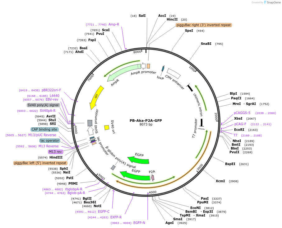 120867-plasmid-map-sequence-id-238586
