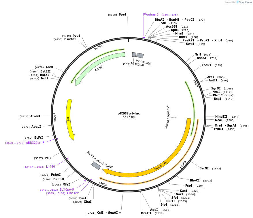 122143-plasmid-map-sequence-id-238589