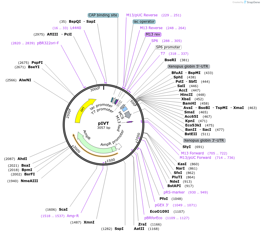122139-plasmid-map-sequence-id-238591
