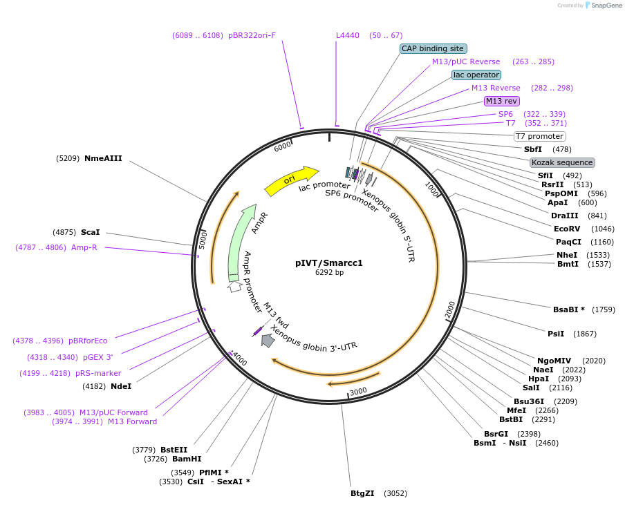 122145-plasmid-map-sequence-id-238595