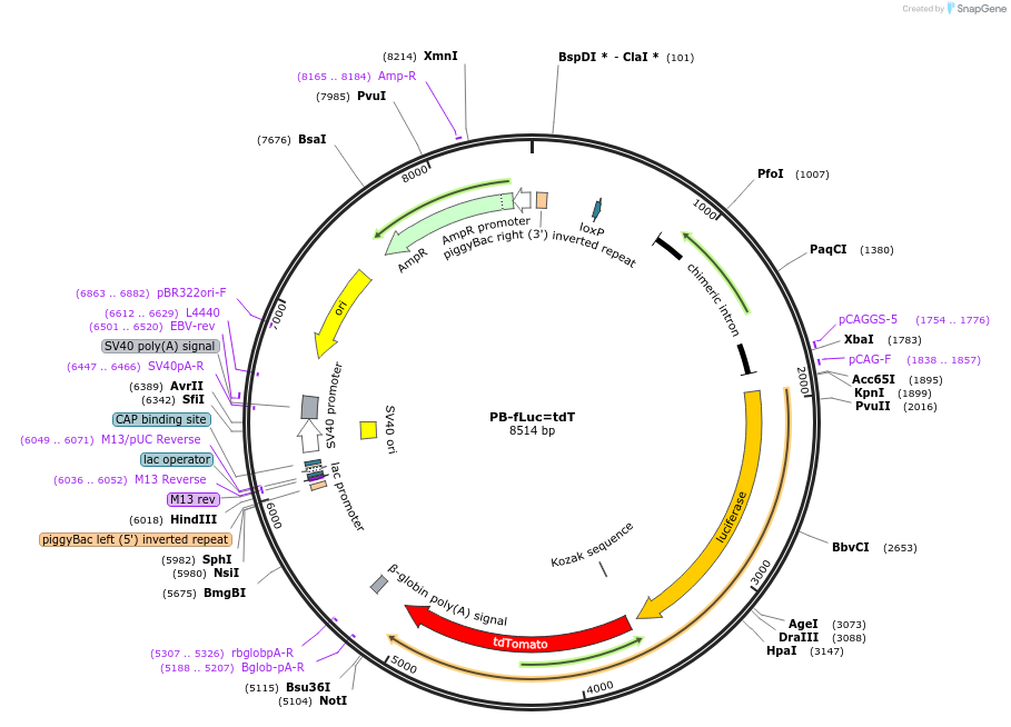 120870-plasmid-map-sequence-id-238597