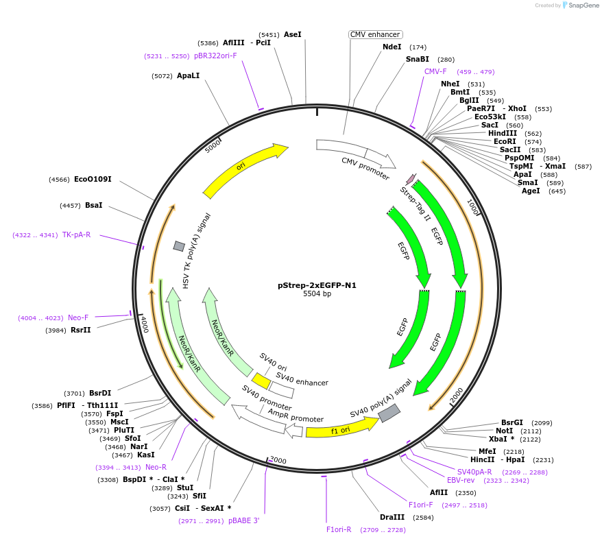 122489-plasmid-map-sequence-id-238603