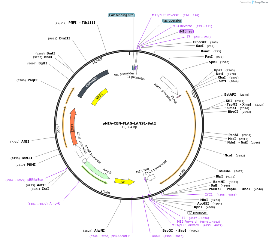 122002-plasmid-map-sequence-id-238610