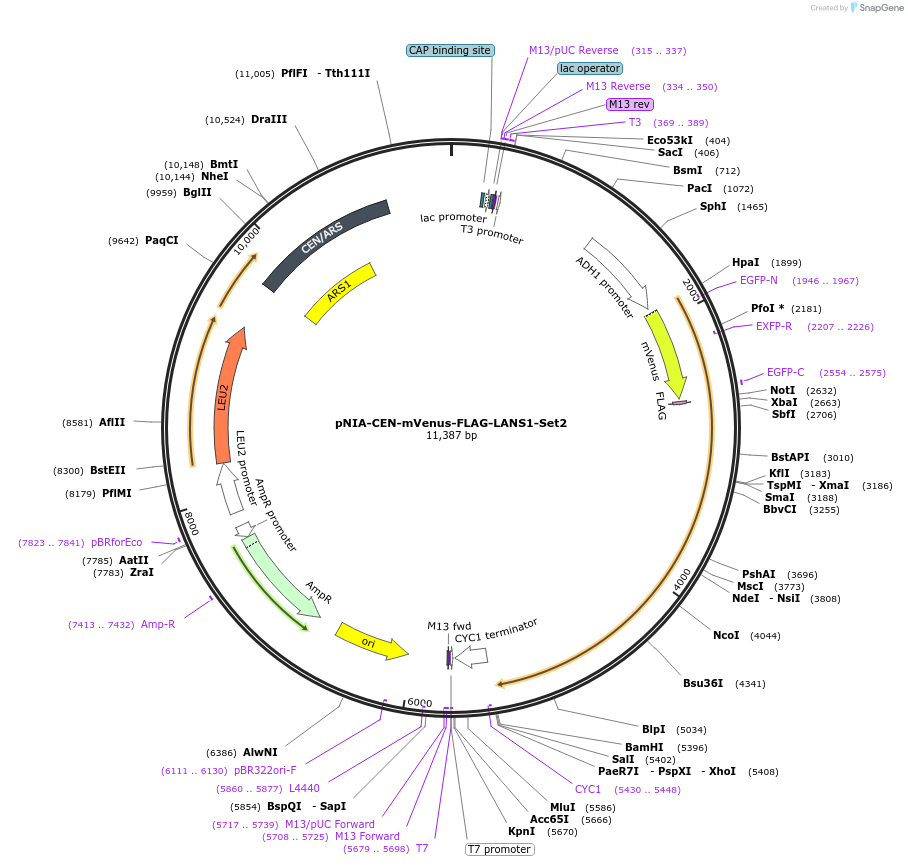 122003-plasmid-map-sequence-id-238611