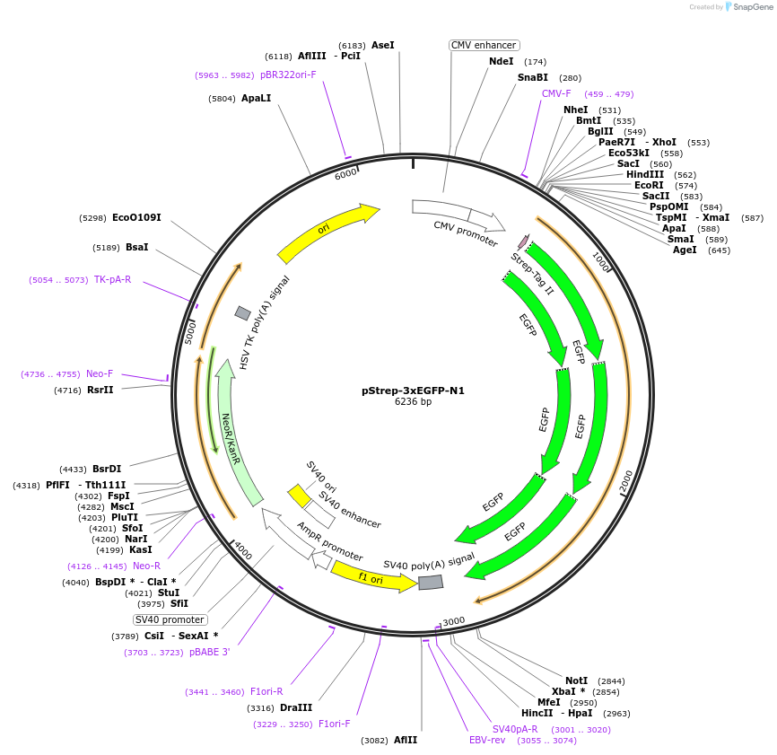 122490-plasmid-map-sequence-id-238614
