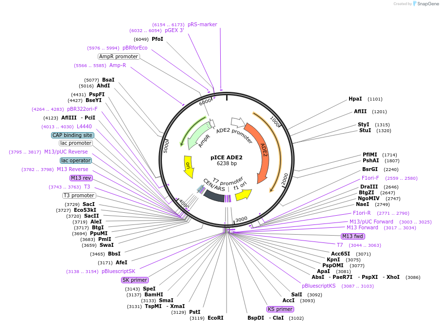 122876-plasmid-map-sequence-id-238615
