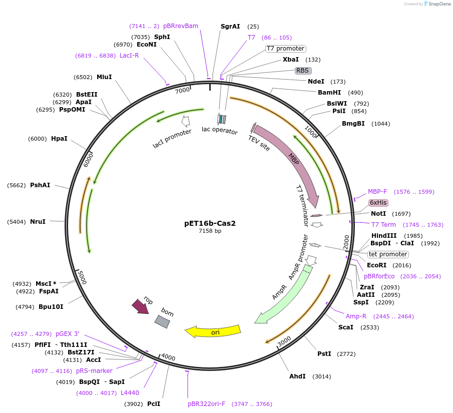 122286-plasmid-map-sequence-id-238616