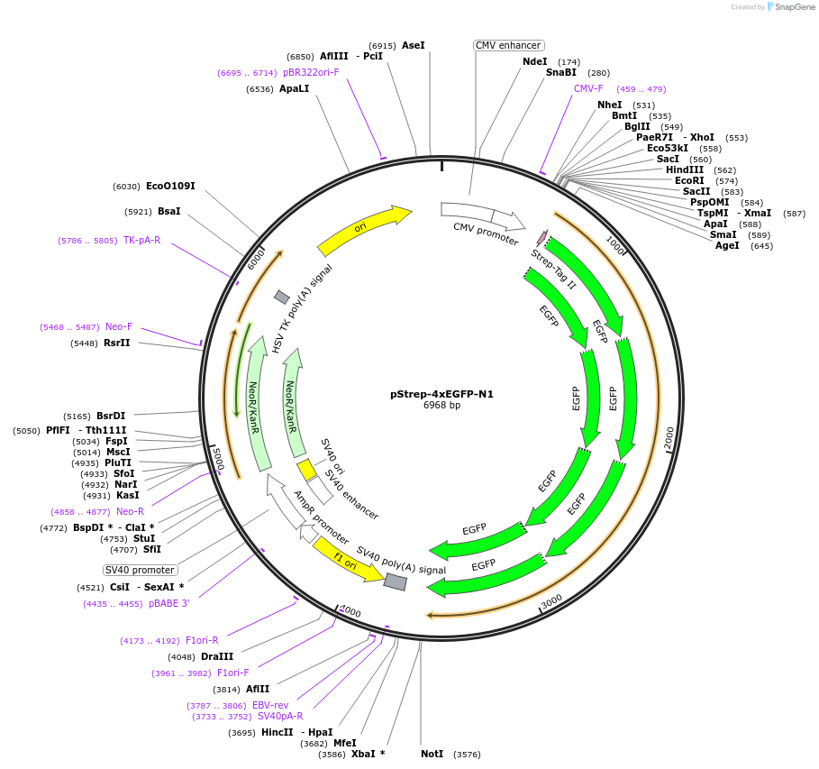 122491-plasmid-map-sequence-id-238622
