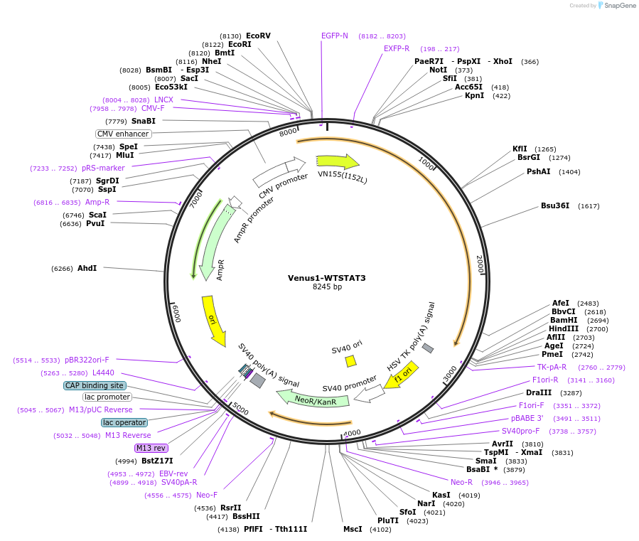 123164-plasmid-map-sequence-id-238631