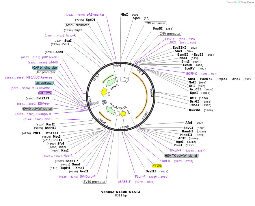 123169-plasmid-map-sequence-id-238633