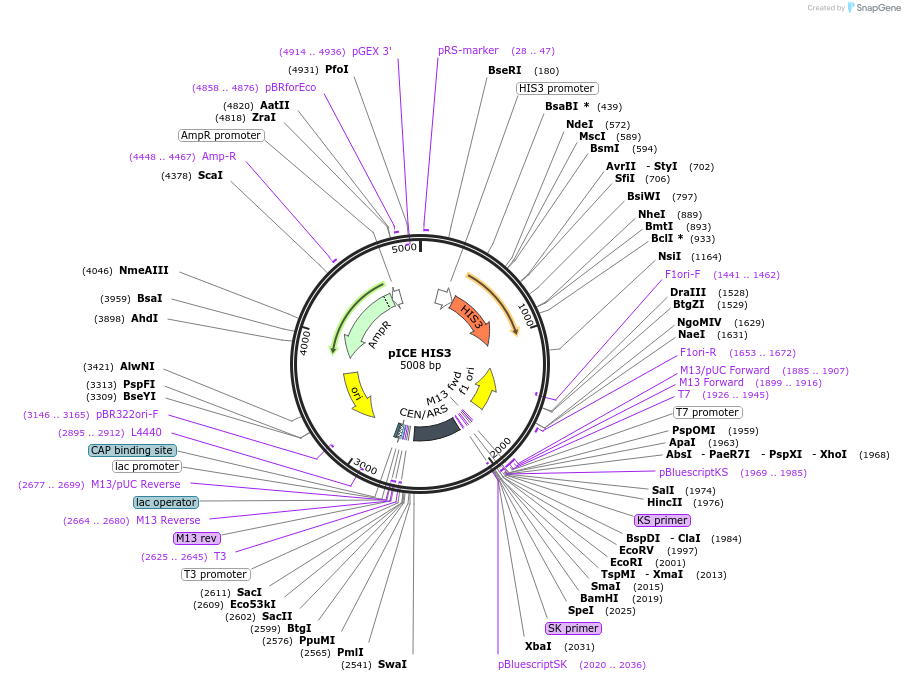 122877-plasmid-map-sequence-id-238634