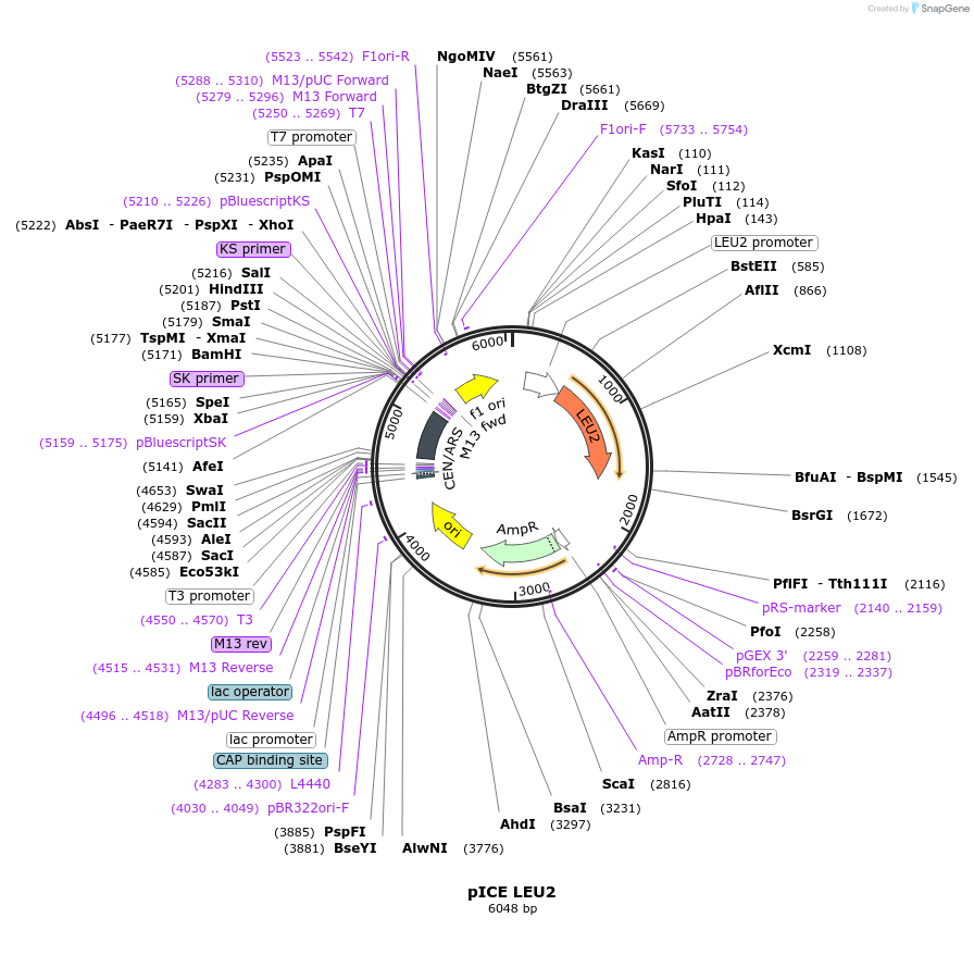 122878-plasmid-map-sequence-id-238635