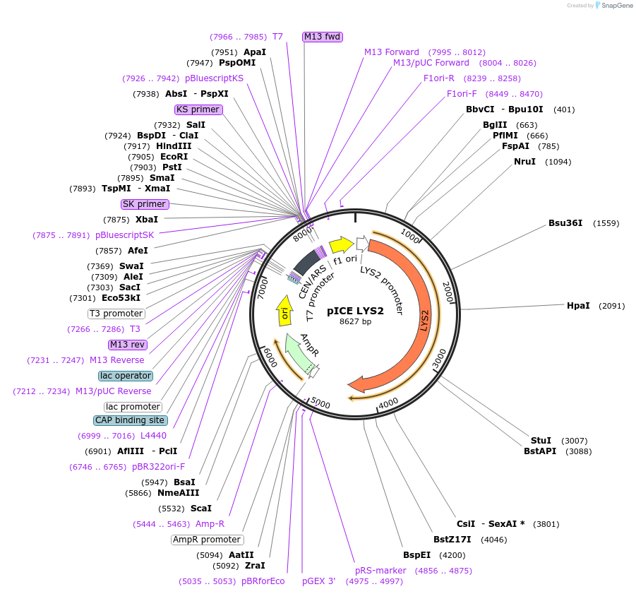122879-plasmid-map-sequence-id-238638