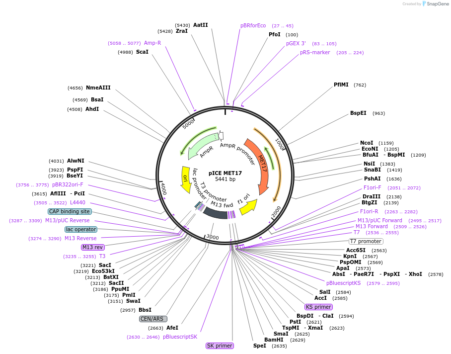 122880-plasmid-map-sequence-id-238639