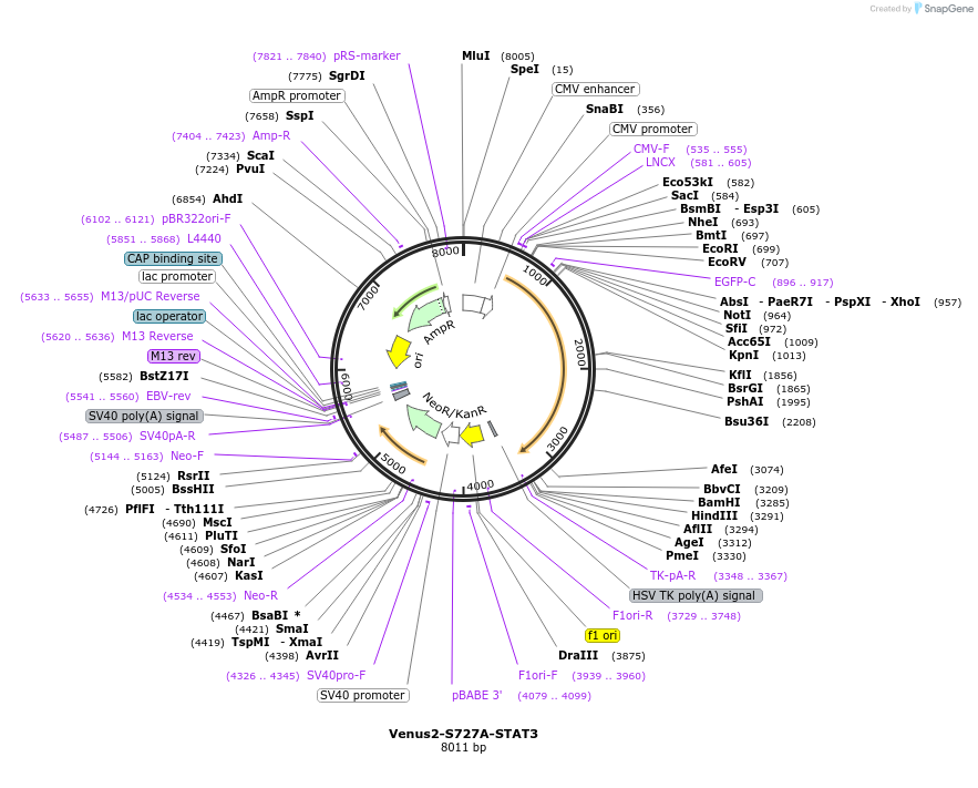 123175-plasmid-map-sequence-id-238640