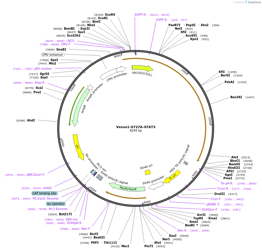 123174-plasmid-map-sequence-id-238641