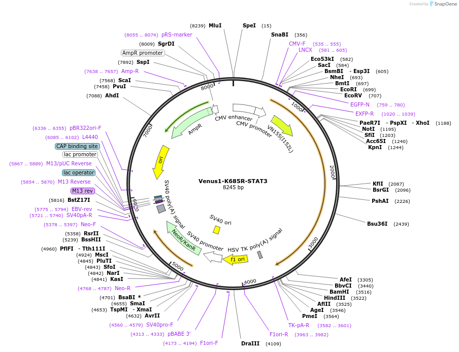 123170-plasmid-map-sequence-id-238642