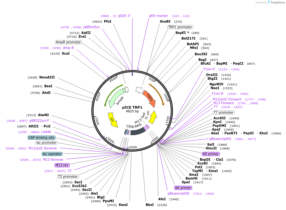 122881-plasmid-map-sequence-id-238644