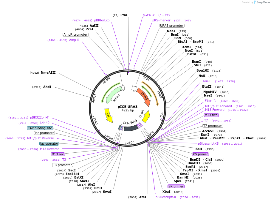 122882-plasmid-map-sequence-id-238646