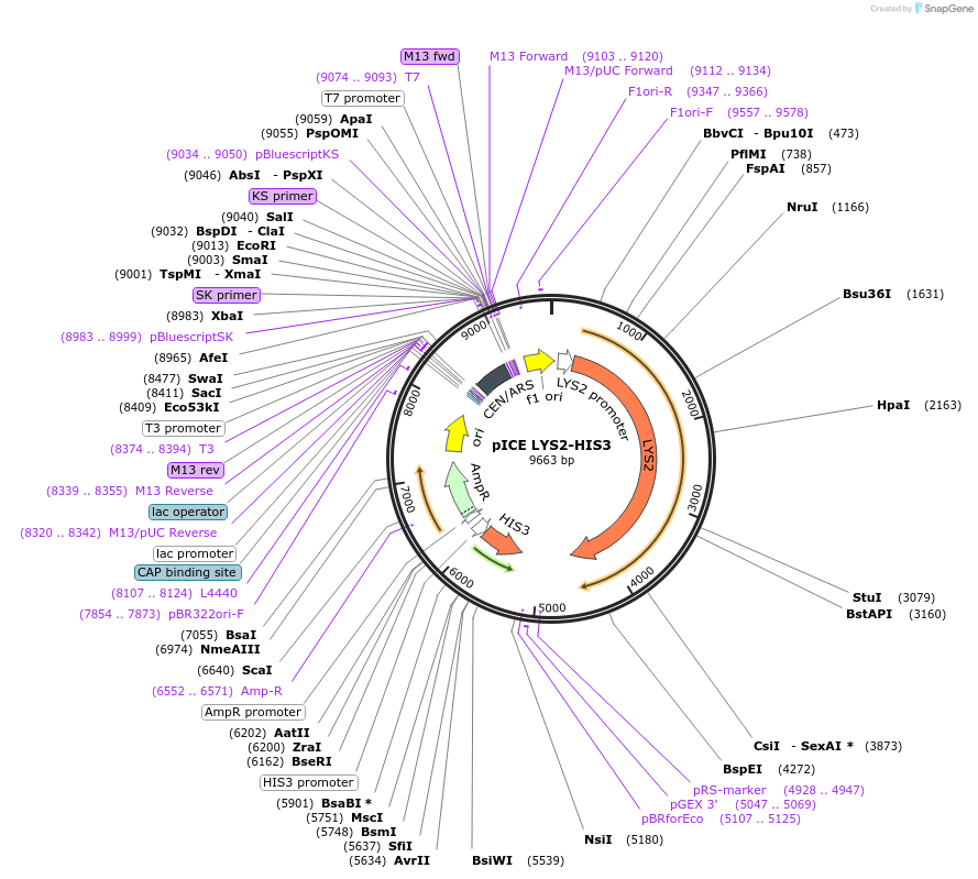 122887-plasmid-map-sequence-id-238650