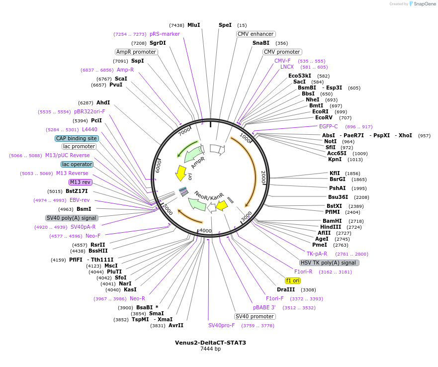 123179-plasmid-map-sequence-id-238651