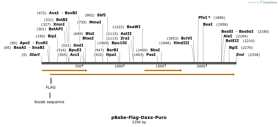 238652_map