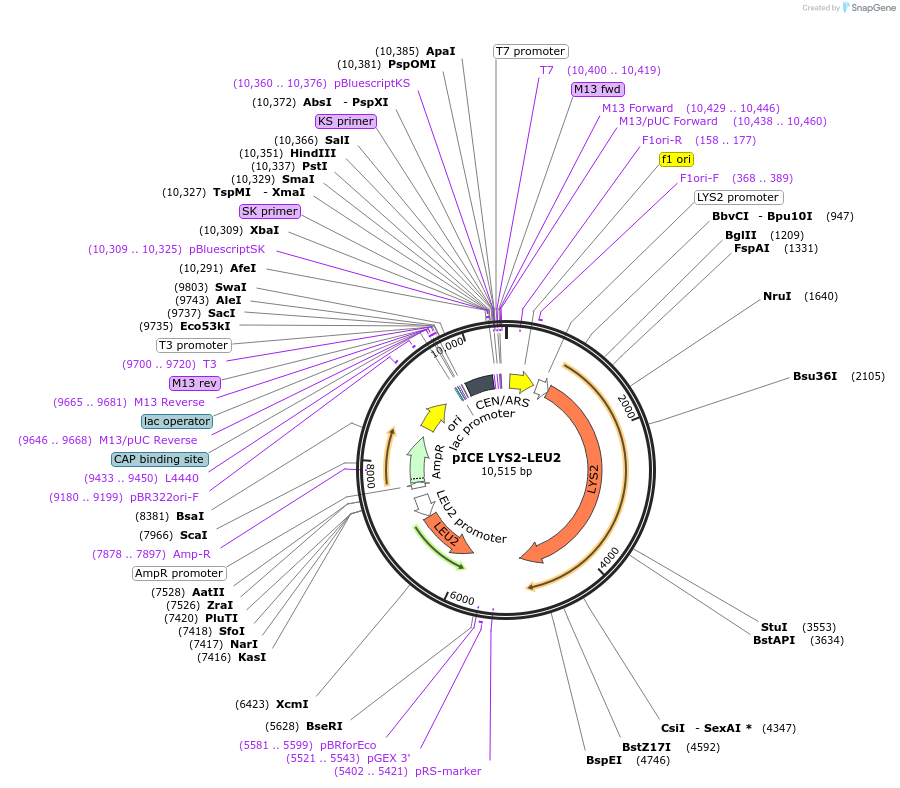 122888-plasmid-map-sequence-id-238653