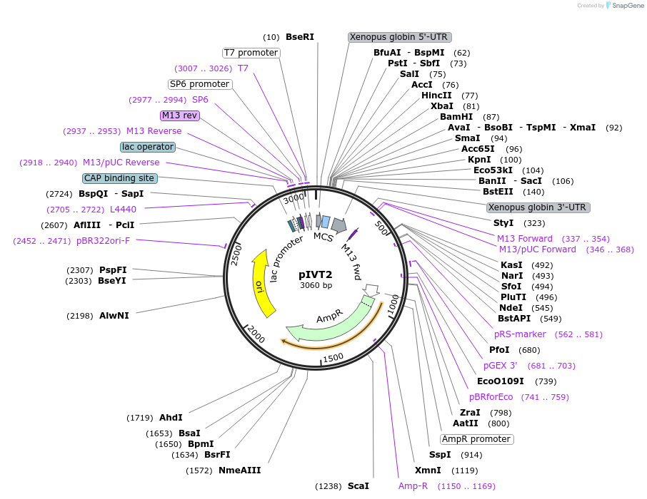 122140-plasmid-map-sequence-id-238658
