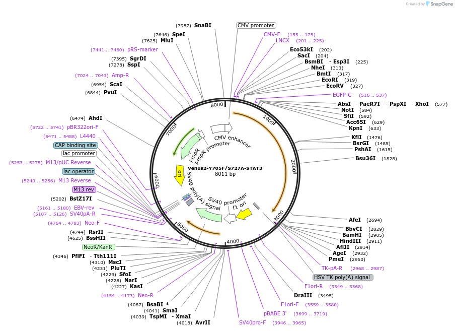123177-plasmid-map-sequence-id-238660