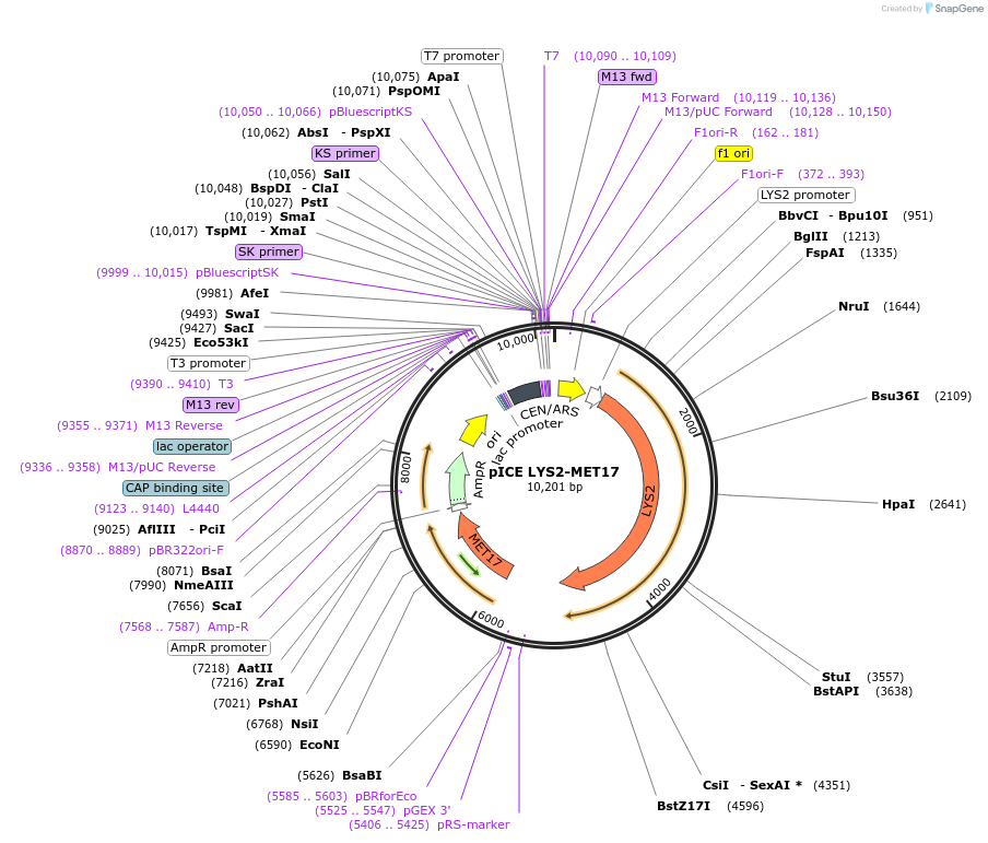 122889-plasmid-map-sequence-id-238661