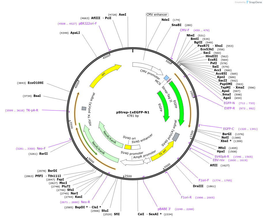 122488-plasmid-map-sequence-id-238668