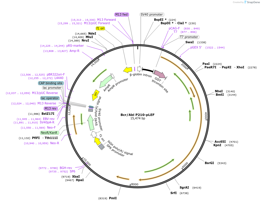 38158-plasmid-map-sequence-id-238672