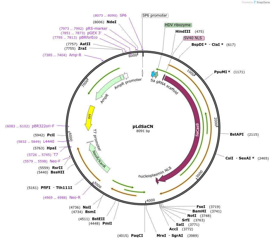 123261-plasmid-map-sequence-id-238733