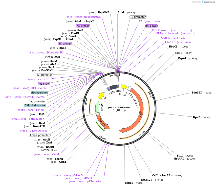 122899-plasmid-map-sequence-id-238762