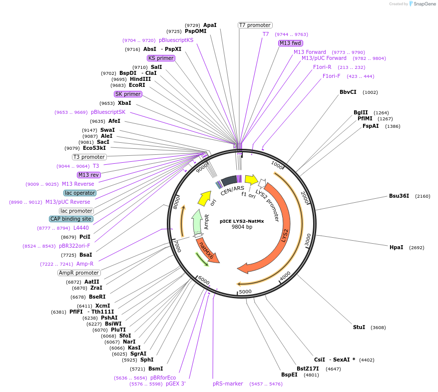 122900-plasmid-map-sequence-id-238764