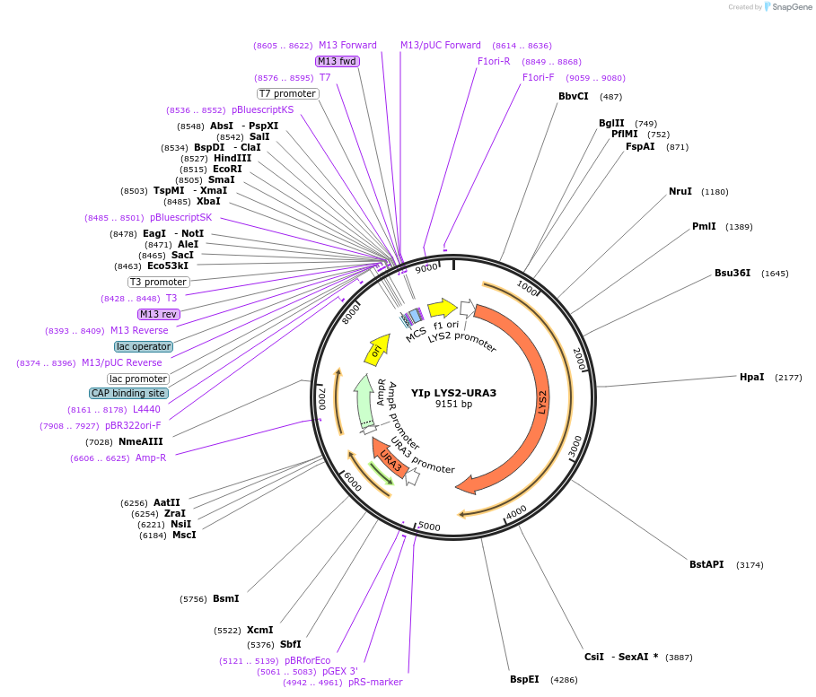 122911-plasmid-map-sequence-id-238766