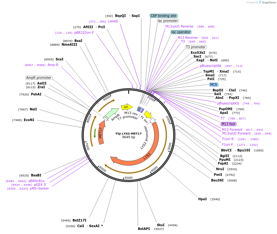 122910-plasmid-map-sequence-id-238770