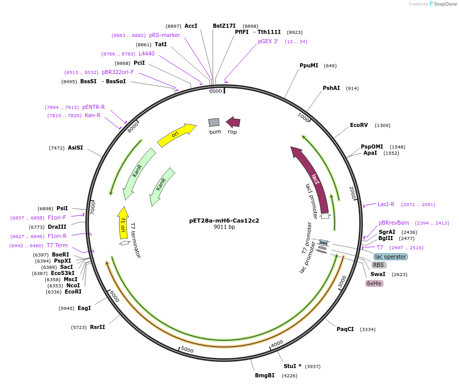 120873-plasmid-map-sequence-id-238781
