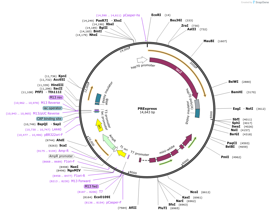 122486-plasmid-map-sequence-id-238787