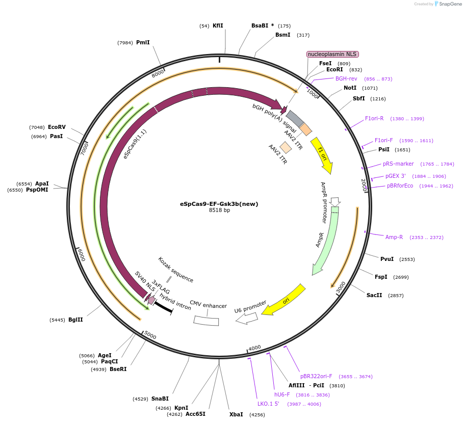 122341-plasmid-map-sequence-id-238800