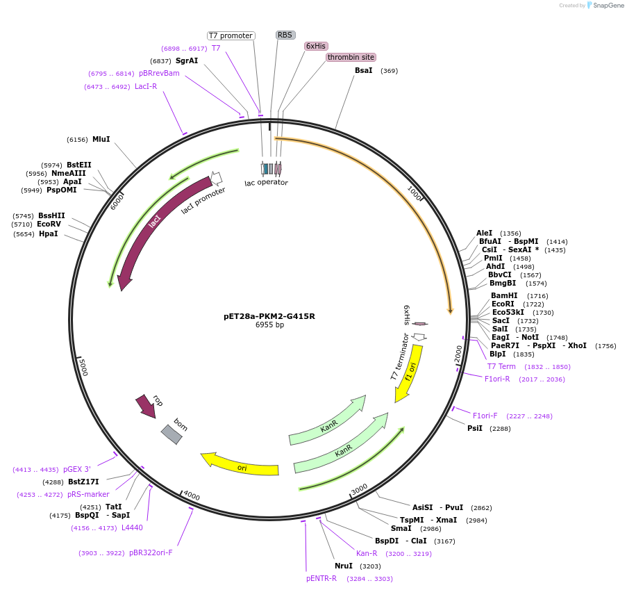 122693-plasmid-map-sequence-id-238806
