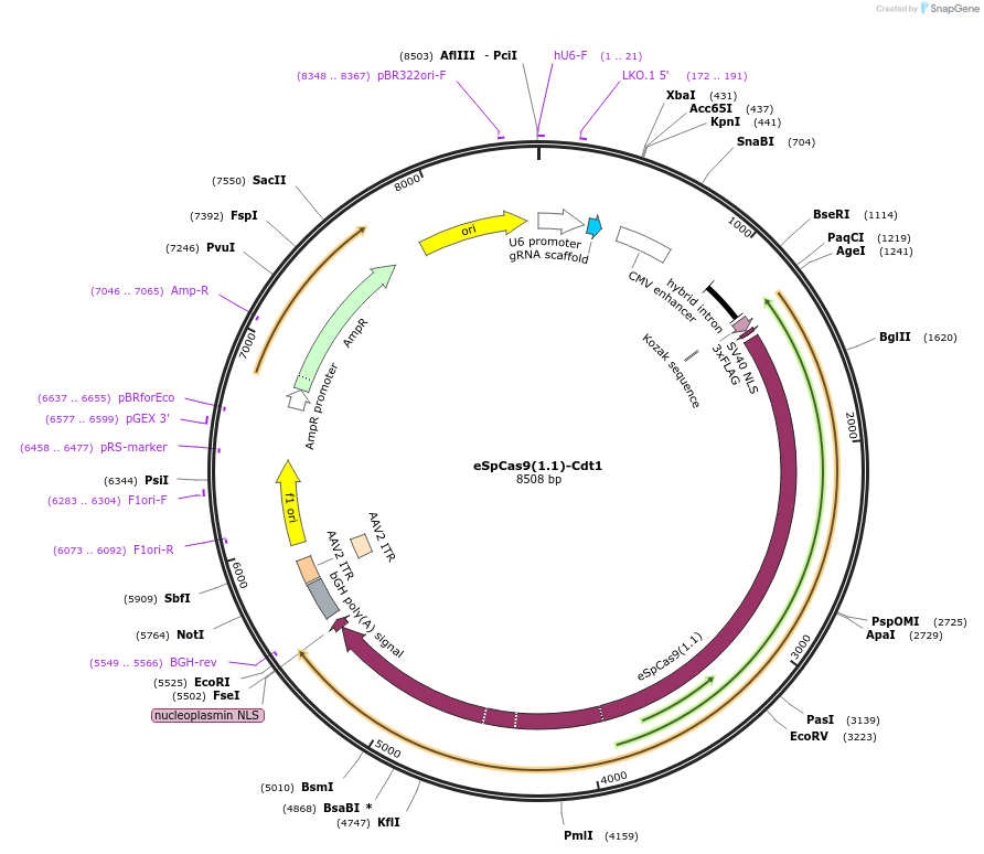 122342-plasmid-map-sequence-id-238807