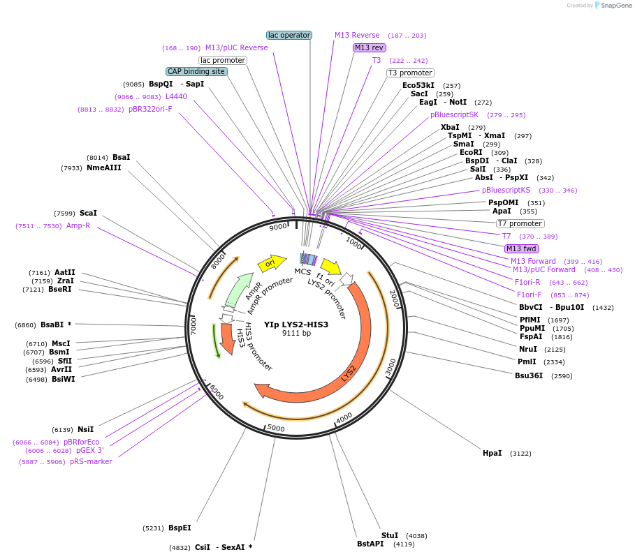 122908-plasmid-map-sequence-id-238808