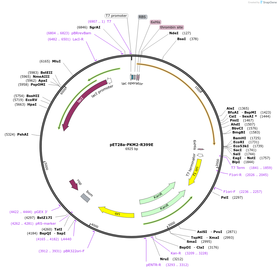 122691-plasmid-map-sequence-id-238810