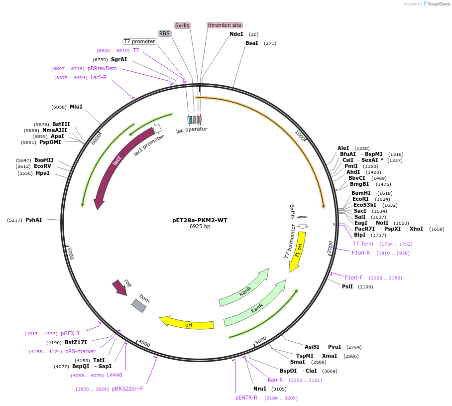 122690-plasmid-map-sequence-id-238811