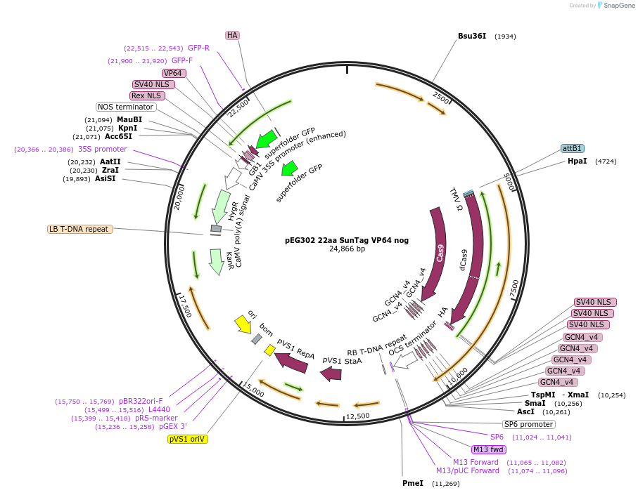 120251-plasmid-map-sequence-id-238812