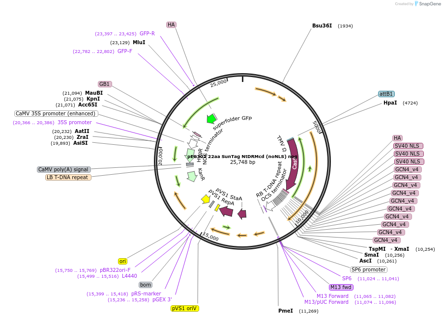 119554-plasmid-map-sequence-id-238815
