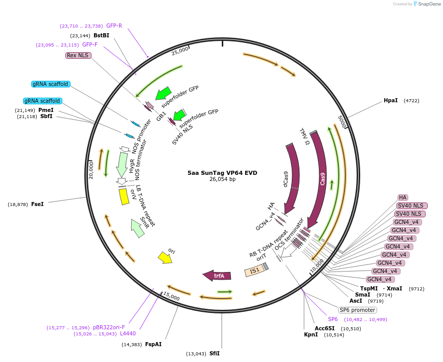 115483-plasmid-map-sequence-id-238821